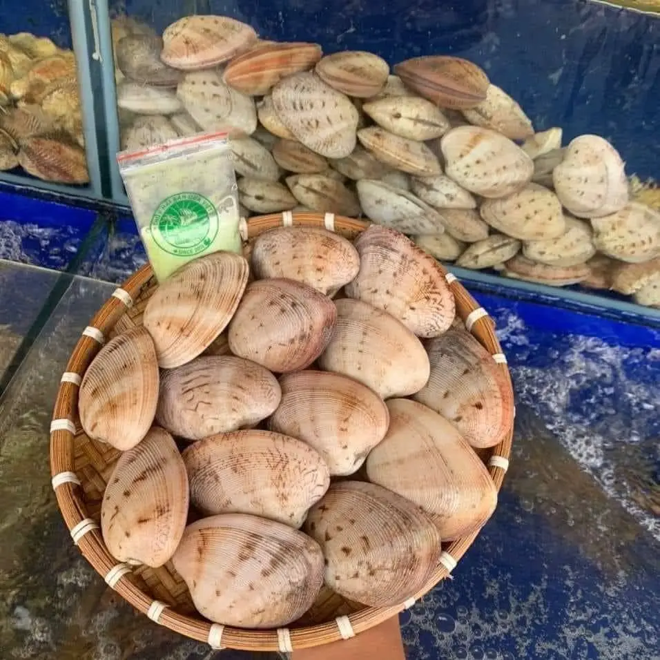 Ngao Hai Cồi Tươi Ngon Size 10-15 Con/Kg