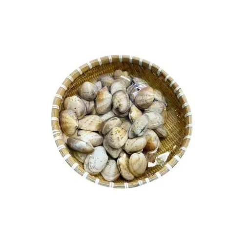 Ngao Hai Cồi Tươi Ngon Size 25-30 Con/Kg