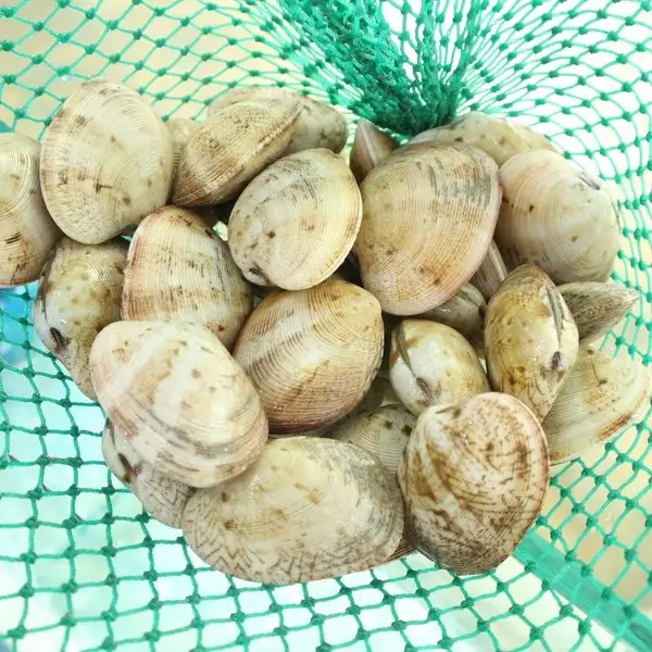 Ngao Hai Cồi Tươi Ngon Size 25-30 Con/Kg