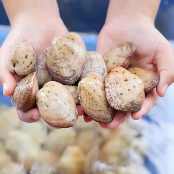 Ngao Hai Cồi Tươi Ngon Size 30-40 Con/Kg