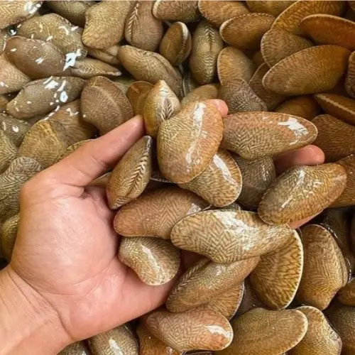 Ngao Hoa Size 30-40 Con/Kg