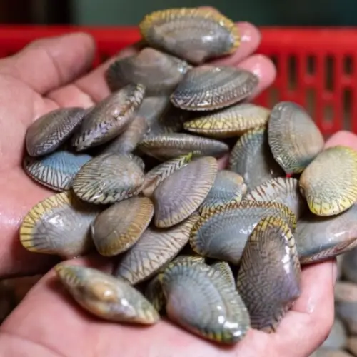 Ngao Hoa Size 30-40 Con/Kg