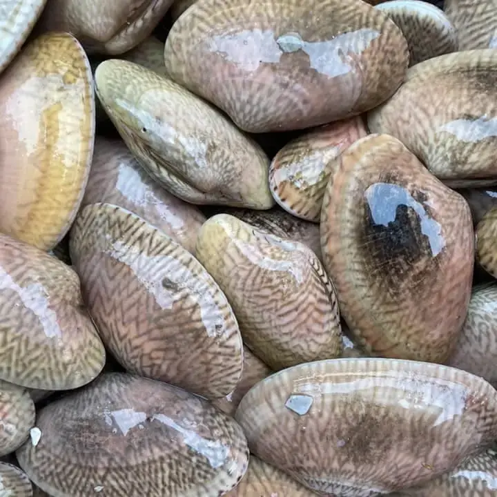 Ngao Hoa Size 50-60 Con/Kg