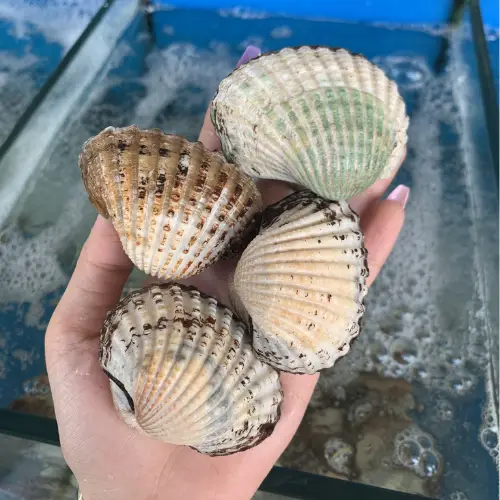 Sò Huyết Tươi Ngon Size 20-30 Con/Kg