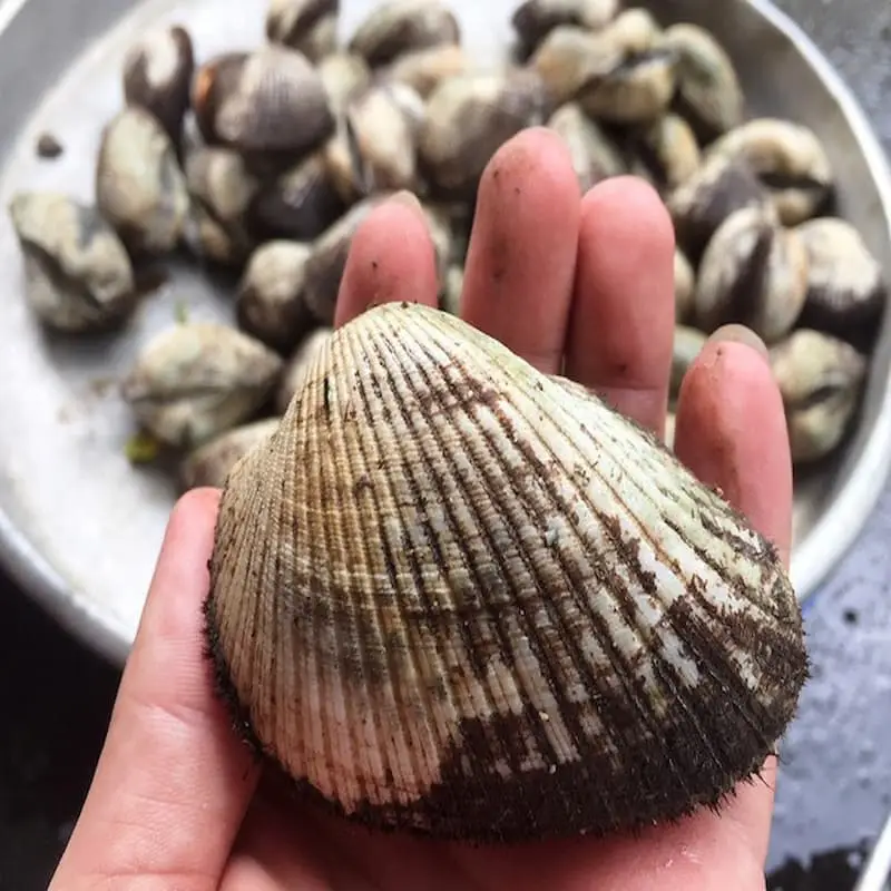 Sò Huyết Tươi Ngon Size 20-30 Con/Kg