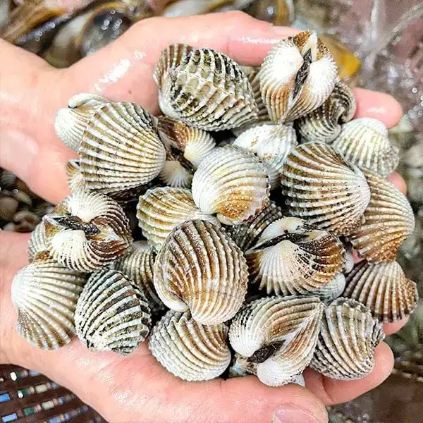 Sò Huyết Tươi Ngon Size 30-40 Con/Kg