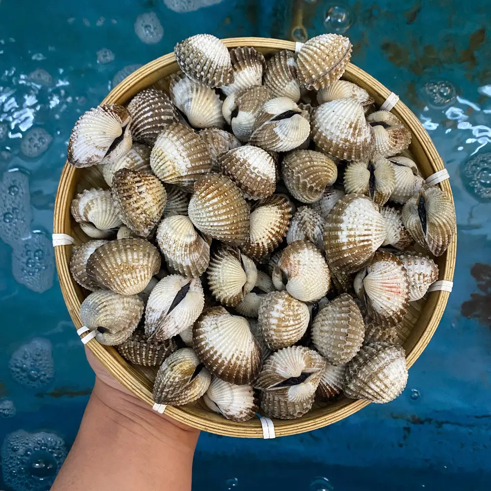 Sò Huyết Tươi Ngon Size 40-50 Con/Kg 