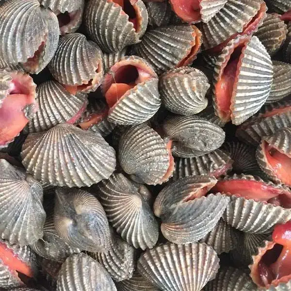 Sò Huyết Tươi Ngon Size 80-100 Con/Kg 