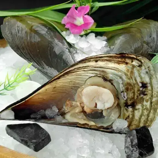 Sò Mai Tươi Sống Size 8-10 Con/Kg