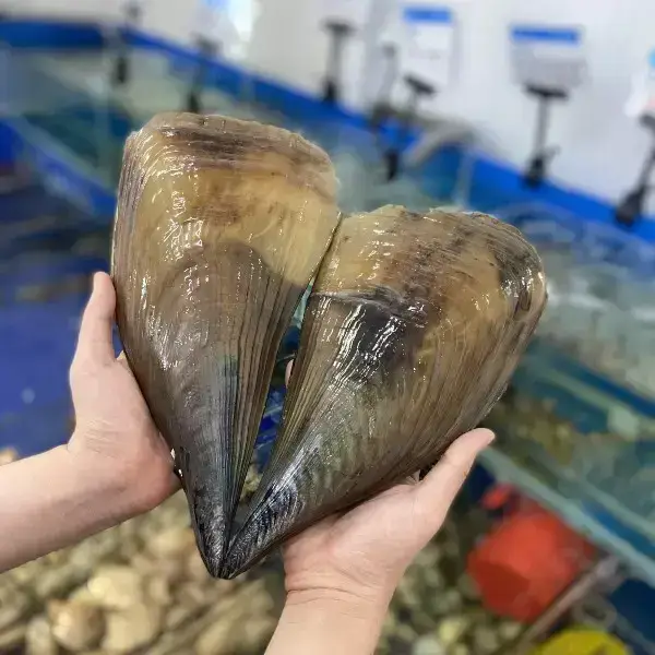 Sò Mai Tươi Sống Size 8-10 Con/Kg