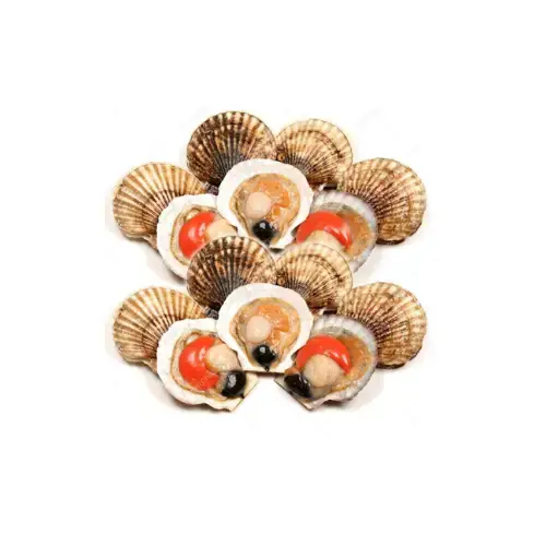 Sò Điệp Tươi Sống Size 15-20 Con/Kg