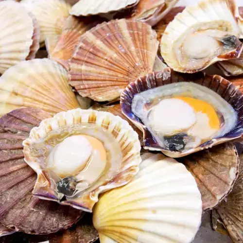 Sò Điệp Tươi Sống Size 20-25 Con/Kg