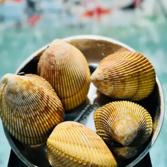 Sò Dương Tươi Sống Loại 1 Size 4-5 Con/Kg