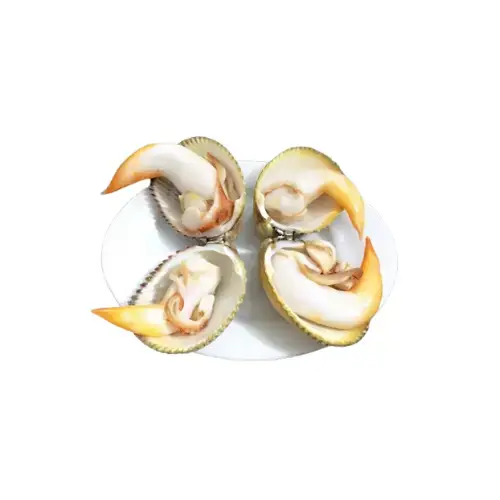 Sò Dương Tươi Sống Loại 1 Size 8-10 Con/Kg