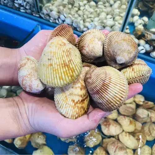 Sò Dương Tươi Sống Loại 1 Size 8-10 Con/Kg