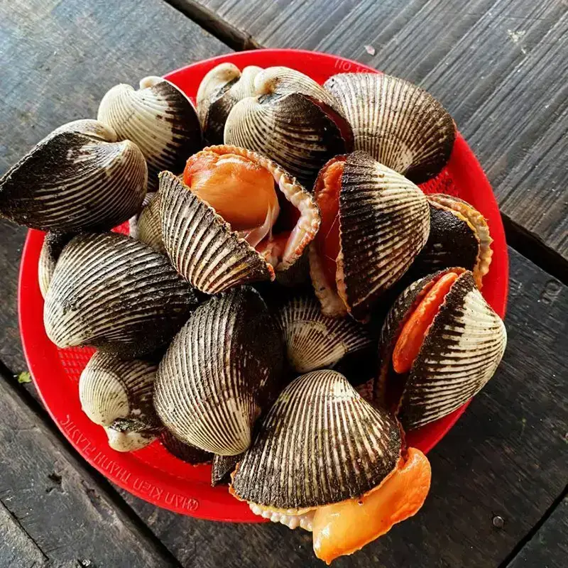 Sò Lông Tươi Sống Size 10-15 Con/Kg