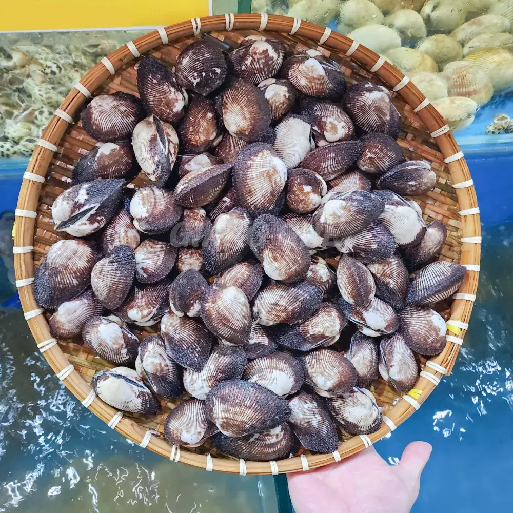 Sò Lông Tươi Sống Size 20-30 Con/Kg