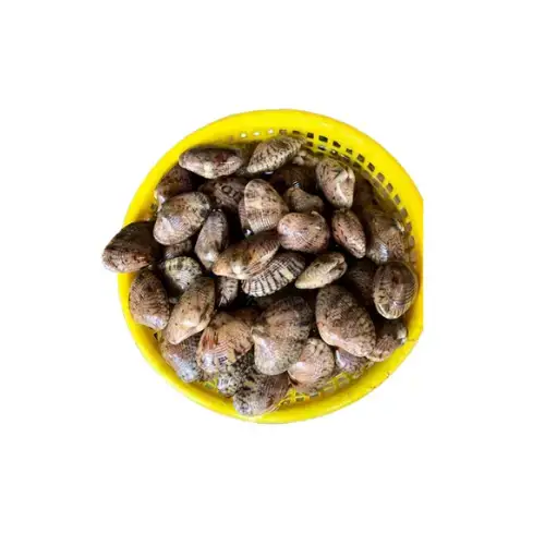 Sò Lụa Tươi Sống Size 40-50 Con/Kg 