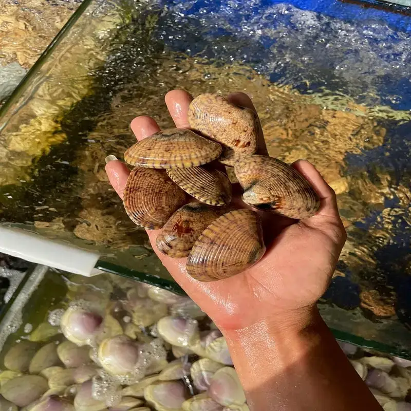 Sò Lụa Tươi Sống Size 40-50 Con/Kg 