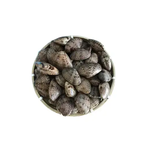 Sò Lụa Tươi Sống Size 50-70 Con/Kg