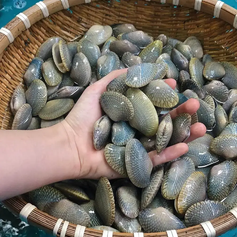 Sò Lụa Tươi Sống Size 50-70 Con/Kg