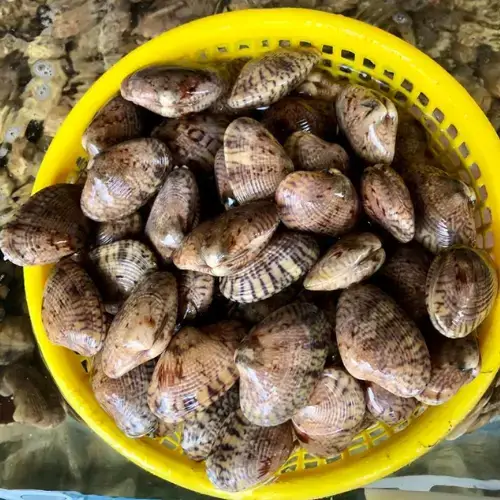 Sò Lụa Tươi Sống Size 50-70 Con/Kg