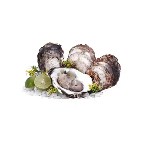 Hàu Sữa Tươi Sống Loại 1 Size 2-3 Con/Kg