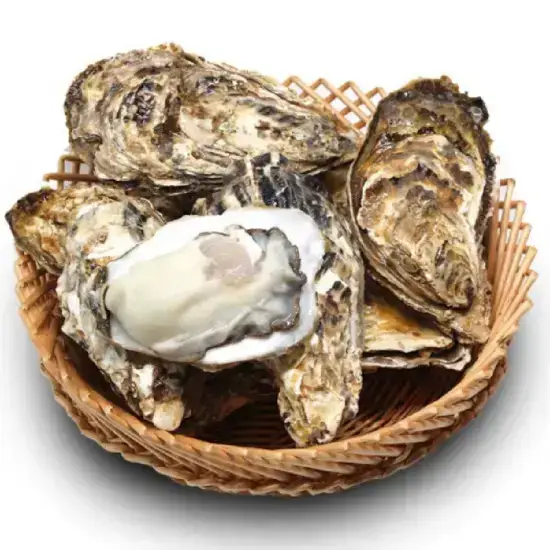 Hàu Sữa Tươi Sống Loại 1 Size 2-3 Con/Kg