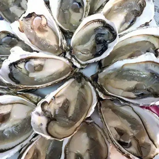 Hàu Sữa Tươi Sống Loại 1 Size 12-15 Con/Kg