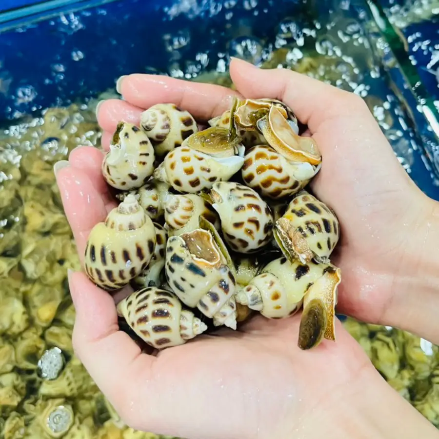 Ốc Hương Tươi Sống Size Cồ 