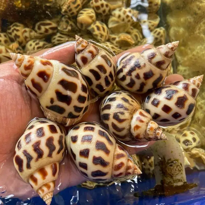 Ốc Hương Tươi Sống Size 20-30 Con/Kg