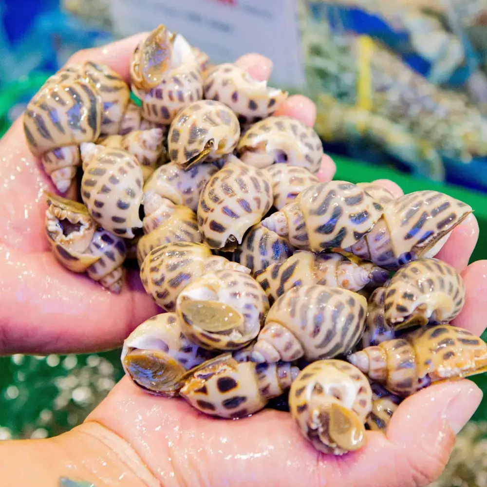 Ốc Hương Tươi Sống Size 30-40 Con/Kg