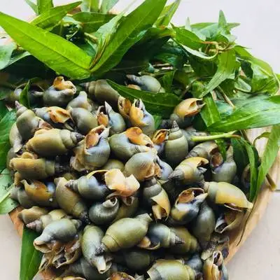 Ốc Cà Na Tươi Sống Giá Tốt 
