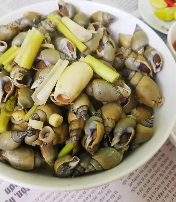 Ốc Cà Na Tươi Sống Giá Tốt 