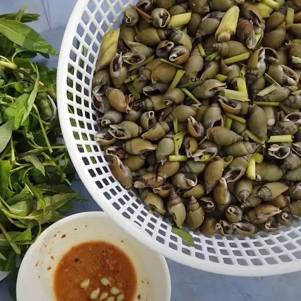 Ốc Cà Na Tươi Sống Giá Tốt 