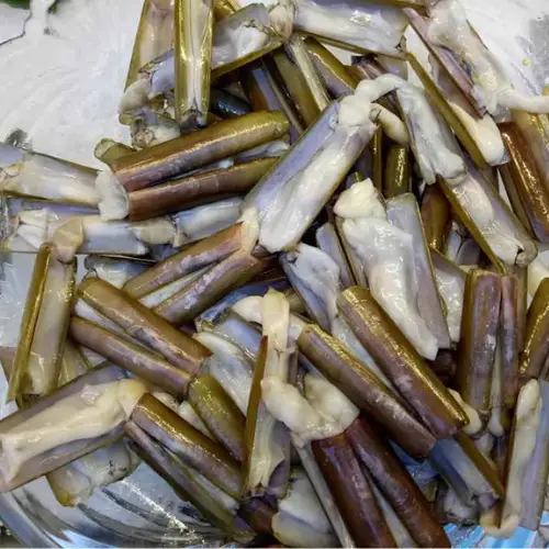 Ốc Móng Tay Tươi Sống Giá Tốt