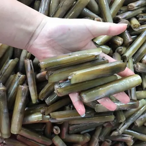 Ốc Móng Tay Tươi Sống Giá Tốt