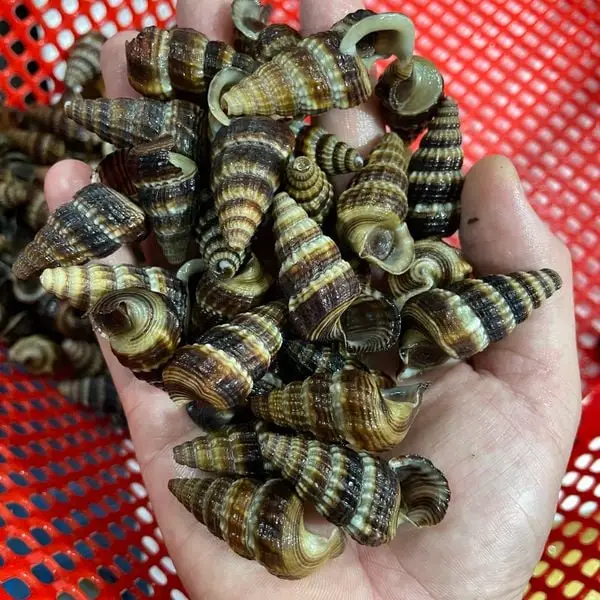 Ốc Len Tươi Sống Giá Tốt 