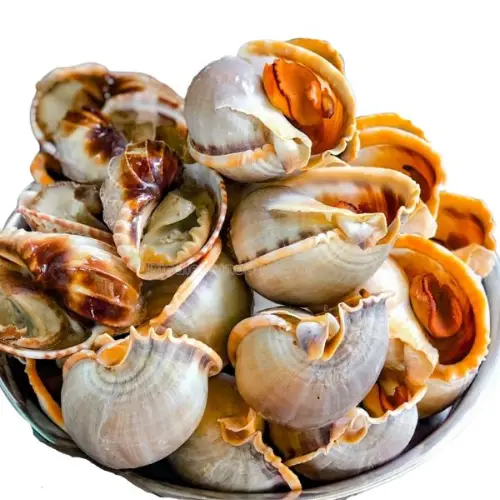 Ốc Tỏi Tươi Sống Giá Tốt 
