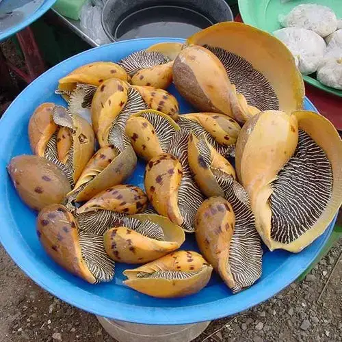 Ốc Giác Vàng Tươi Sống