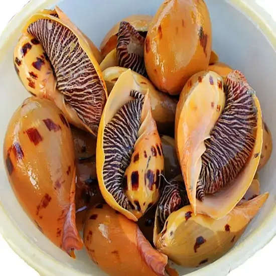 Ốc Giác Vàng Tươi Sống