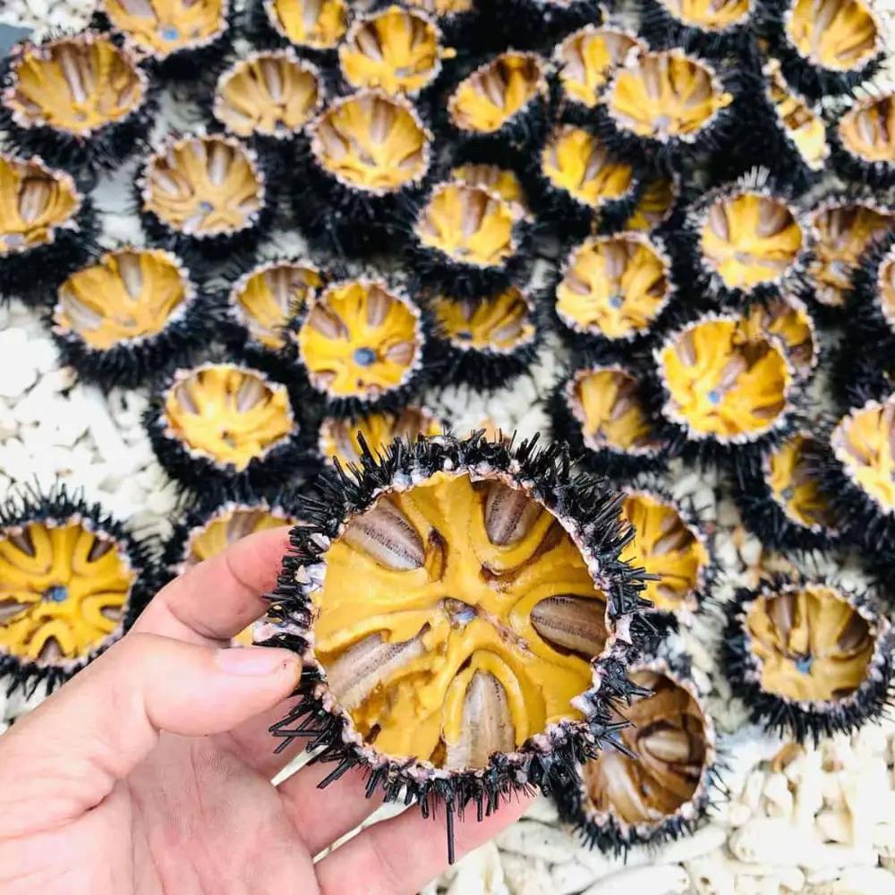 Nhum Biển Tươi Sống Giá Tốt