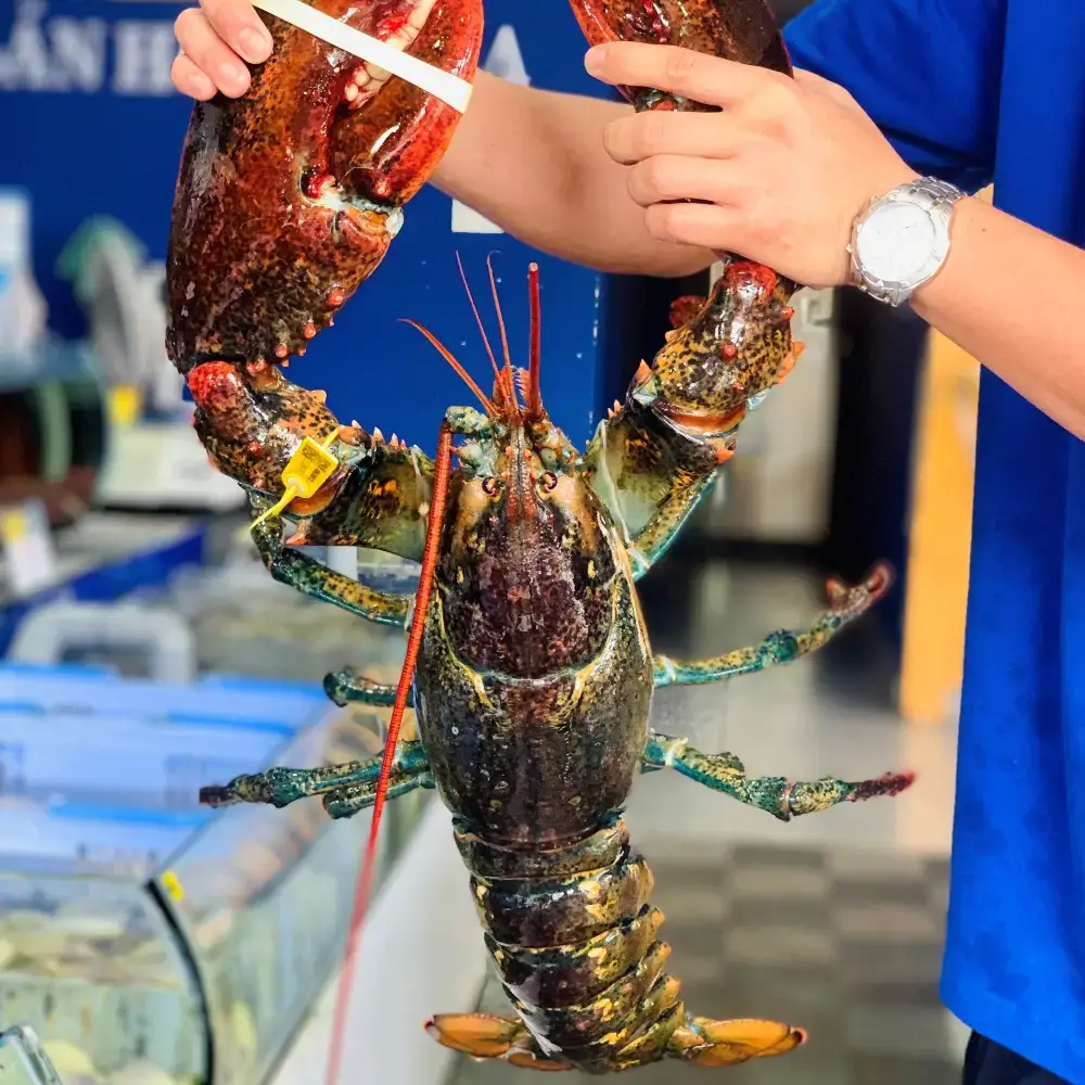 Tôm Hùm ALASKA Tươi Sống Giá Tốt 