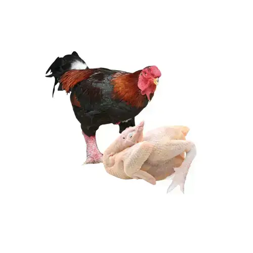 Gà Đông Tảo Tươi Sống Giá Tốt
