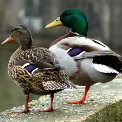 Vịt Trời Thịt Làm Sạch Tươi Ngon