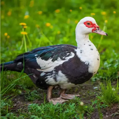 Vịt Xiêm Thịt Làm Sạch Giá Sỉ 